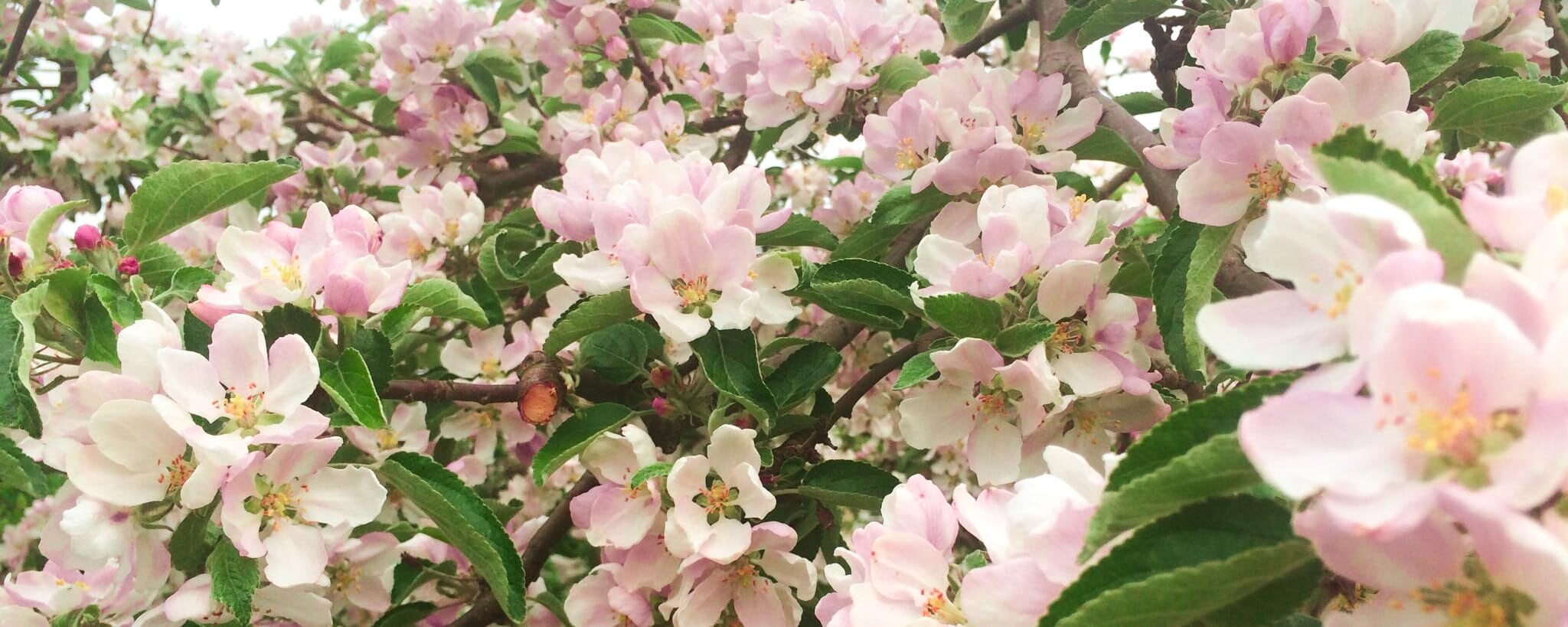 https://www.sidenselma.com/pub_docs/files/VARBLOMMORROSA3.jpg